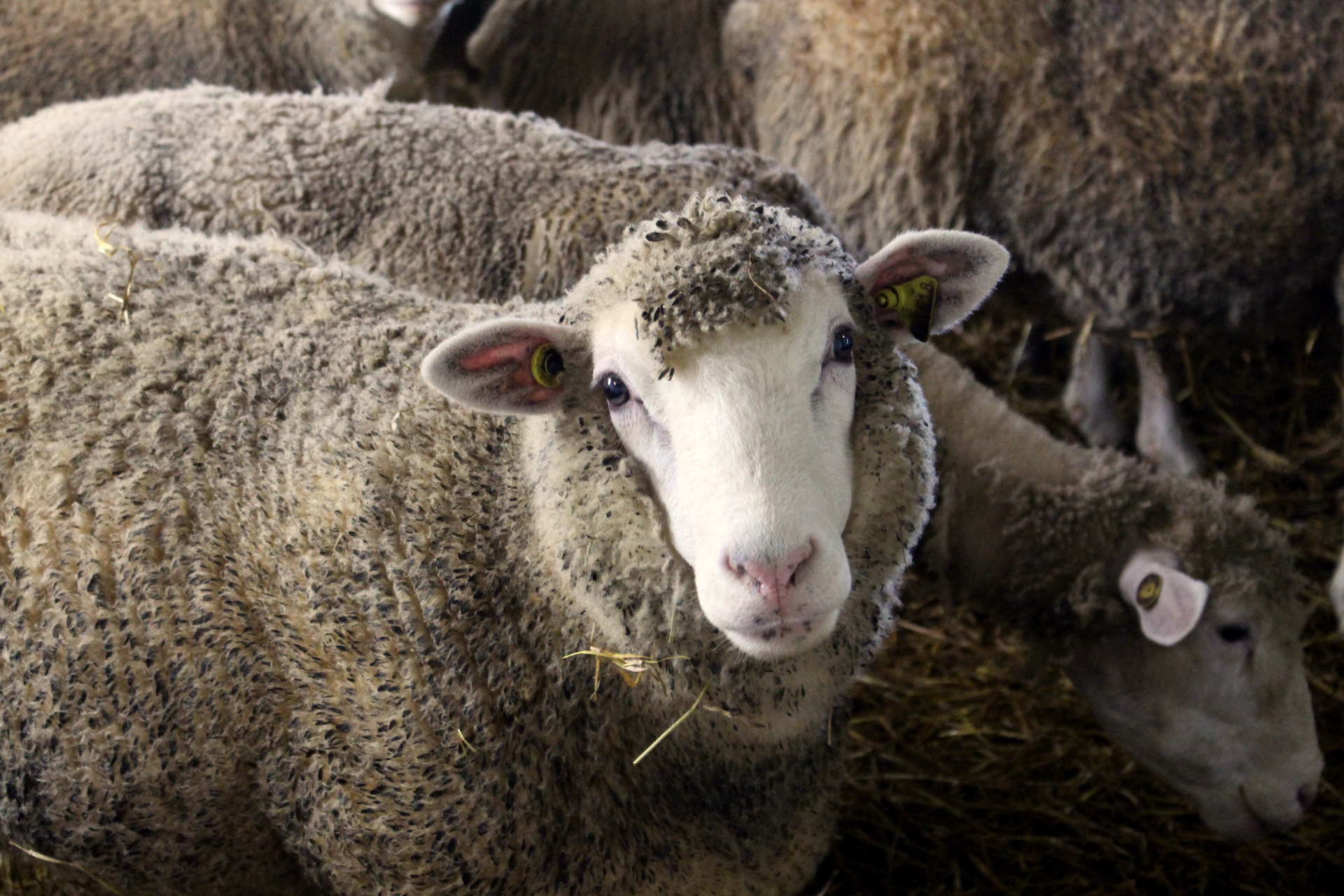Ferme St-Ours