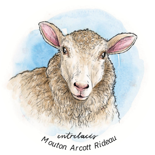 Autocollant mouton Rideau Arcott
