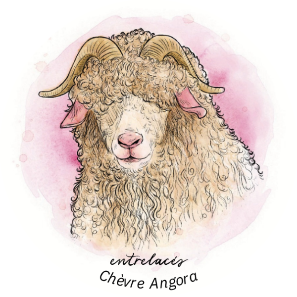 Autocollant chèvre angora