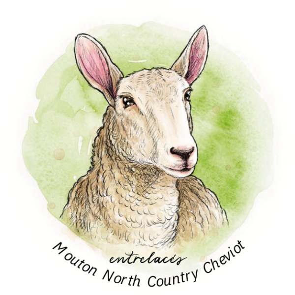 Autocollant mouton North Country Cheviot
