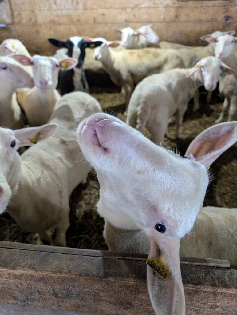 east friesian sheep lait brebis du nord