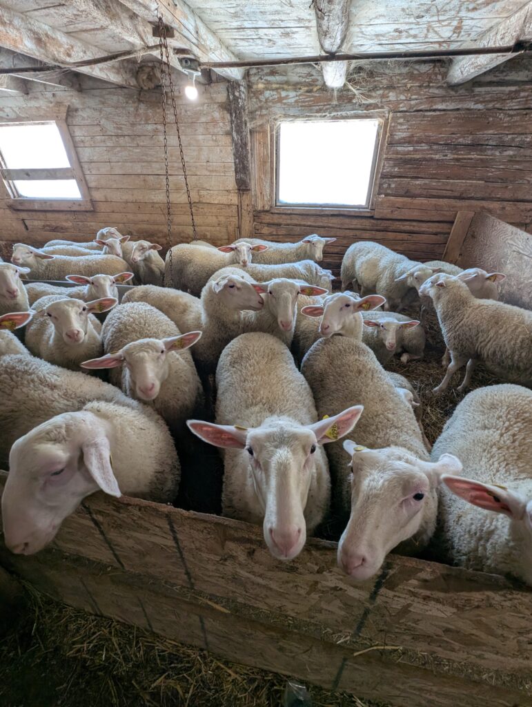 east friesian sheep lait brebis du nord