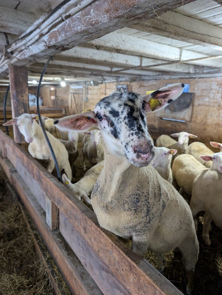 east friesian sheep lait brebis du nord
