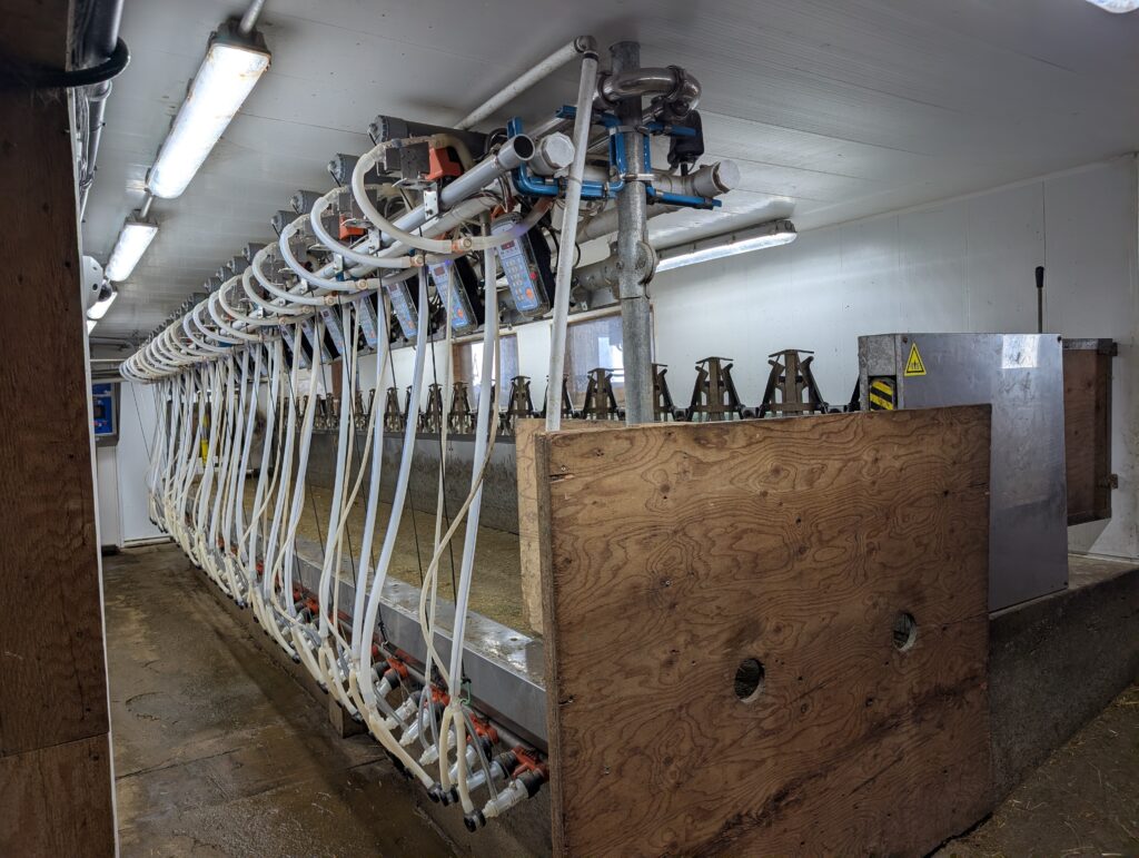 Sheep milking station