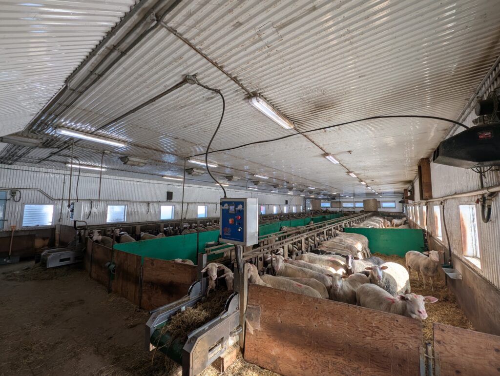 east friesian sheep lait brebis du nord