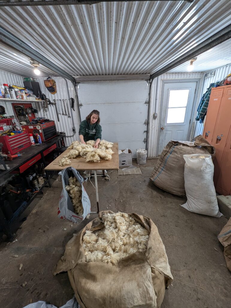 Sorting wool